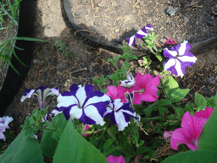 DSC05934.JPG