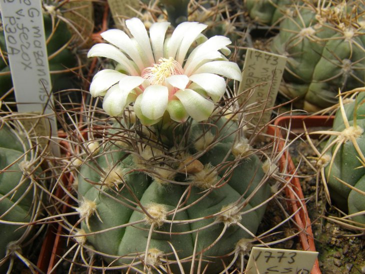 nigriareolatum v. densispinum P24