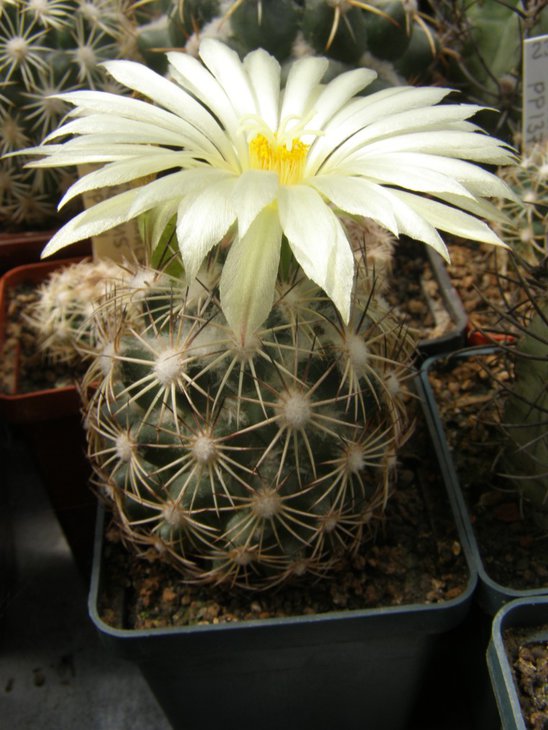 Coryphantha radians v. pseudoradians F0 47