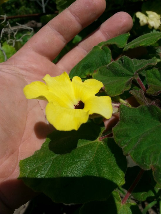 Uncarina_grandidiery_2.jpg