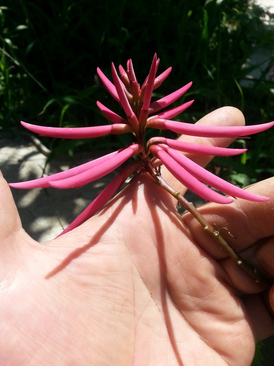 Erythrina_herbacea_новый размер.jpg