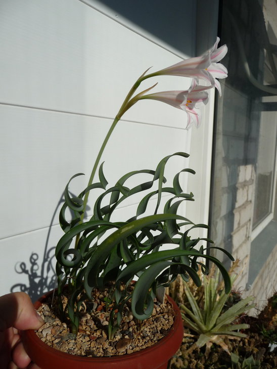 cyrtanthus_smithiae_1.jpg