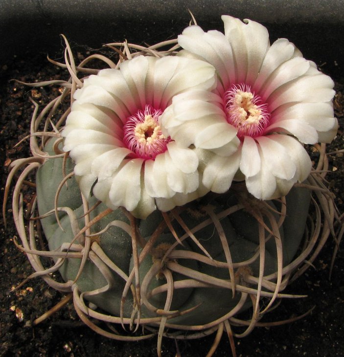 cardenasianum