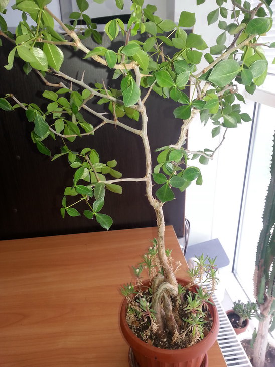 commiphora_pyrracantha_2.jpg