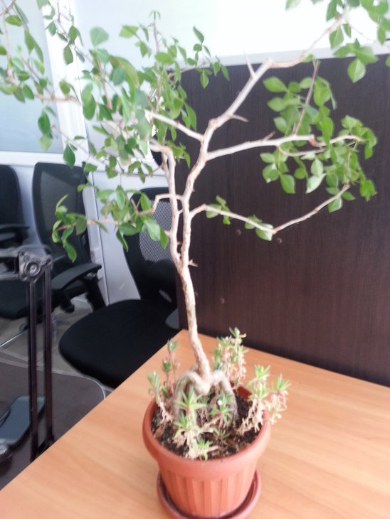 commiphora_pyrracantha_4.jpg