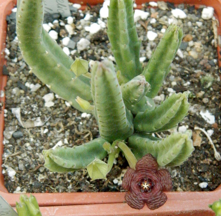 Stapelia scitula PEH 2226.JPG