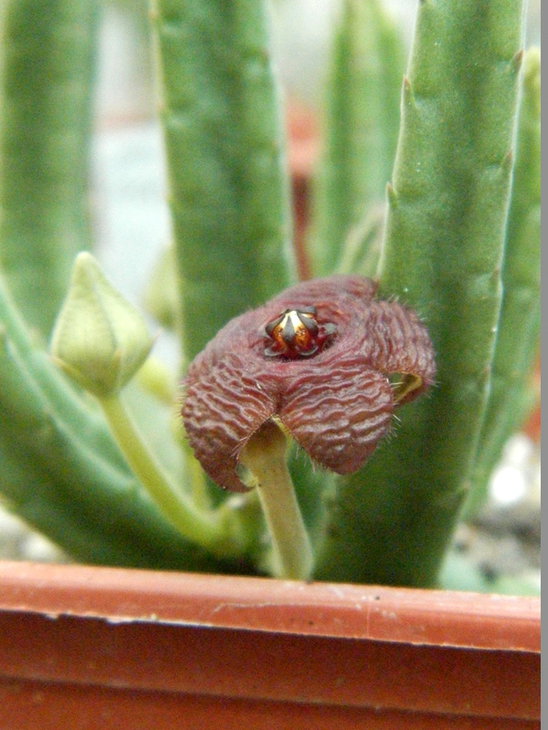 Stapelia  scitula PEH 2226.JPG