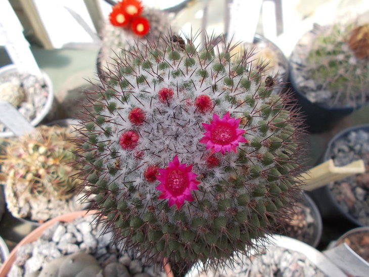 Mammillaria polythele.JPG