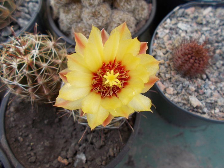 Hamatocactus setispinus.JPG