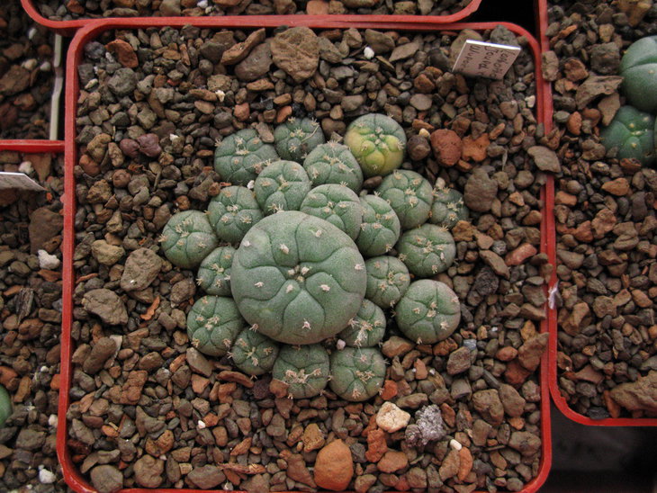 L.jourdaniana v.caespitosa (?) от В.Широкоступа. Явно видны колючки !