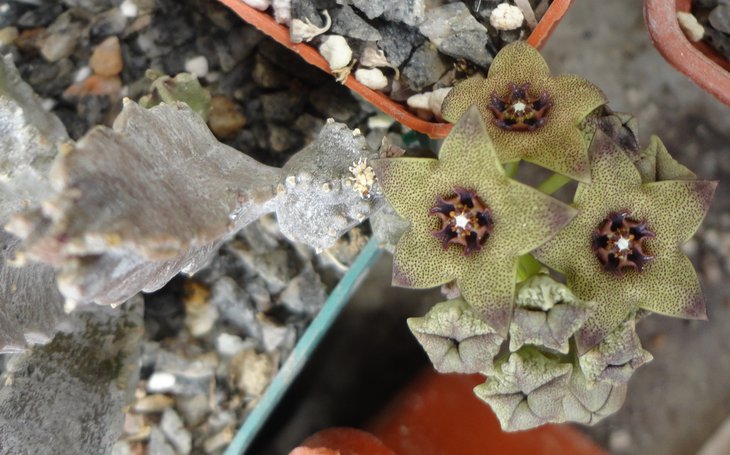 Caralluma shadhbana var. barhana
