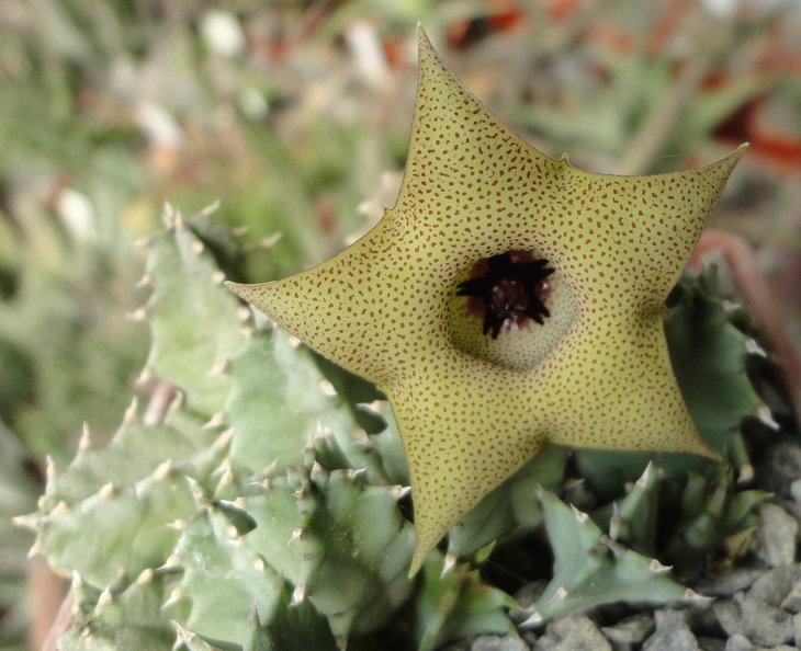 Huernia brevirostris2