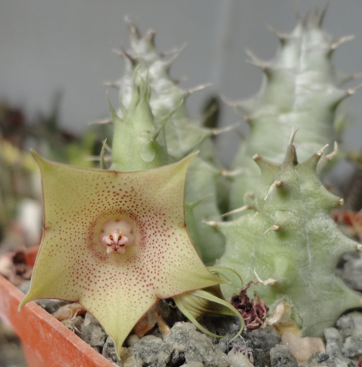 Huernia marnieriana