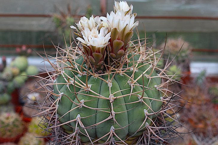 gymnocalycium cardenasianum