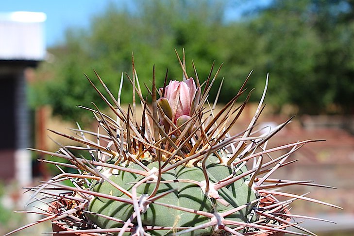 gymnocalycium cardenasianum armatum