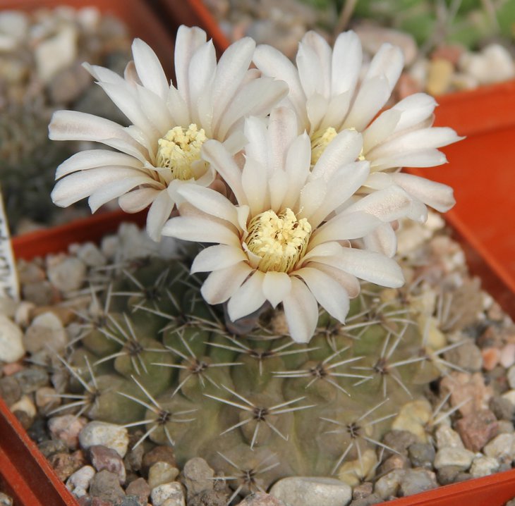 G.obductum nova KP685