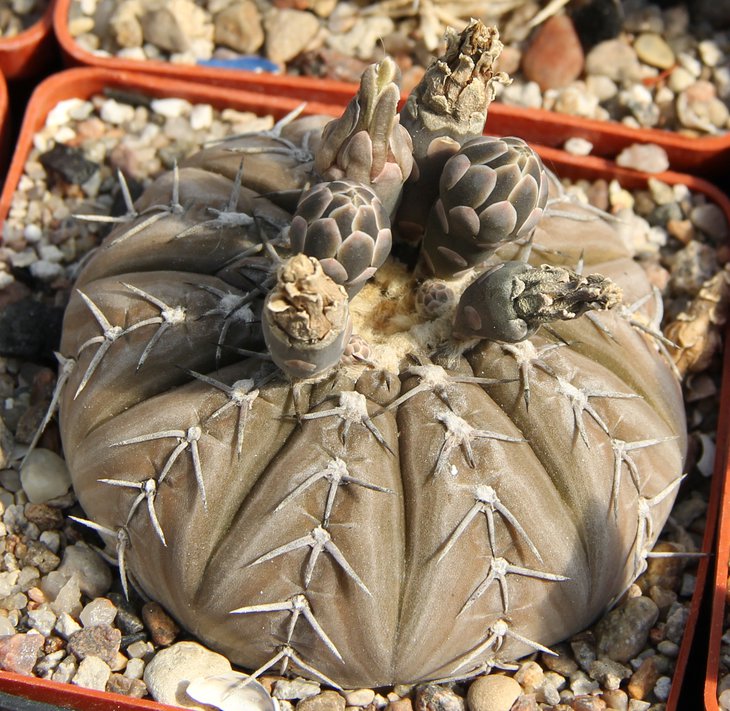G.riojense paucispinum MG