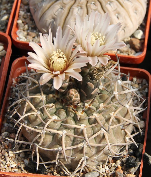 G.riojense paucispinum