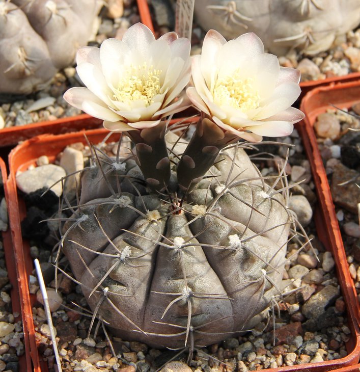 G.striglianum aeneum VG407