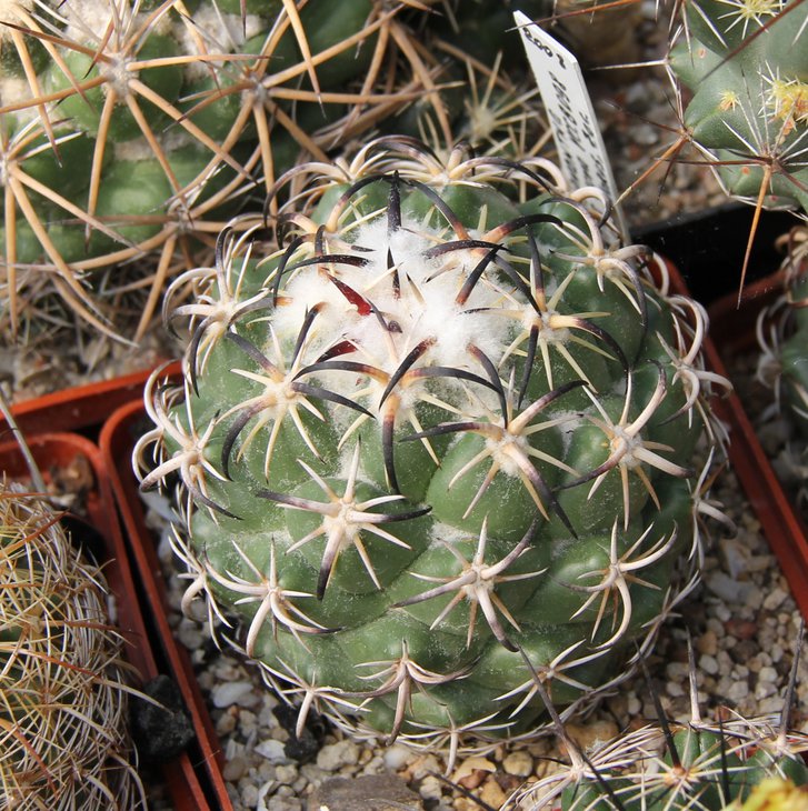 Coryphantha tripugionacantha VCCB098