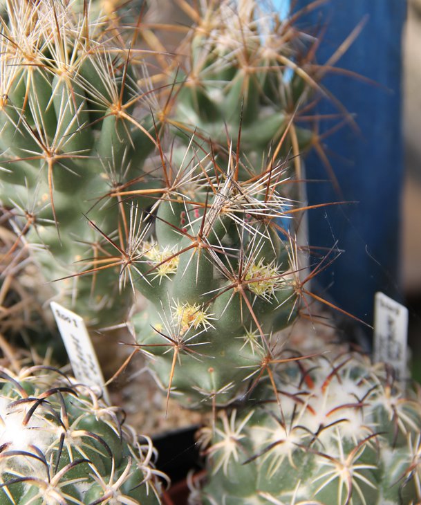 Coryphantha wohlschlageri KKR228 Capulin SLP <br />деткование