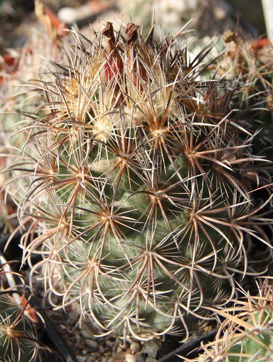 Coryphantha kracikii KKR339