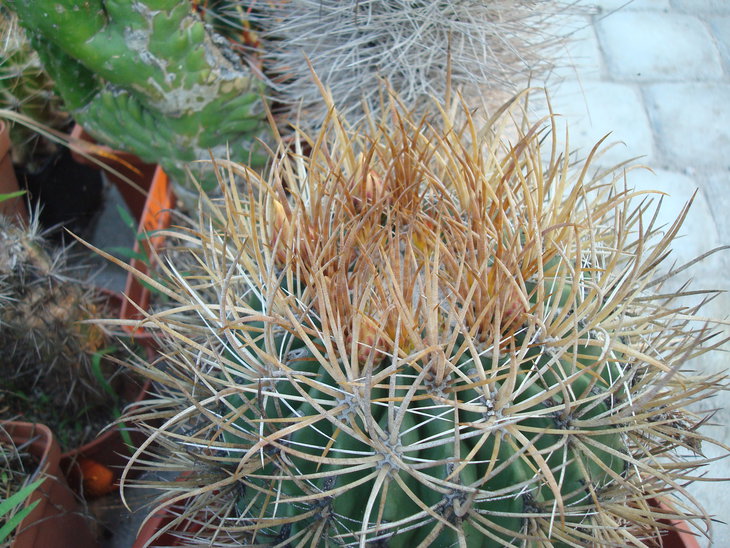 DSC06323.JPG