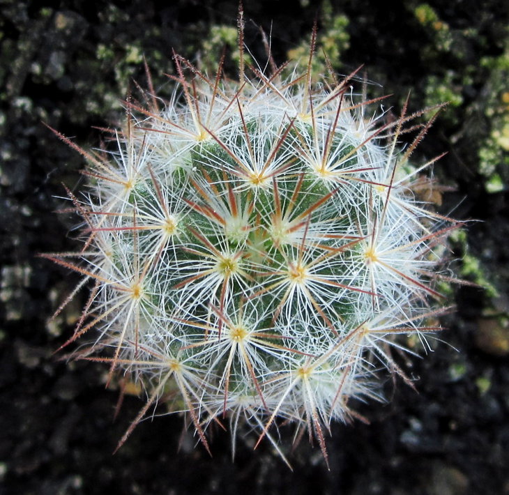 Mammillaria prolifera