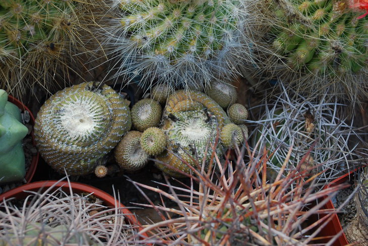 DSC_3543а.jpg