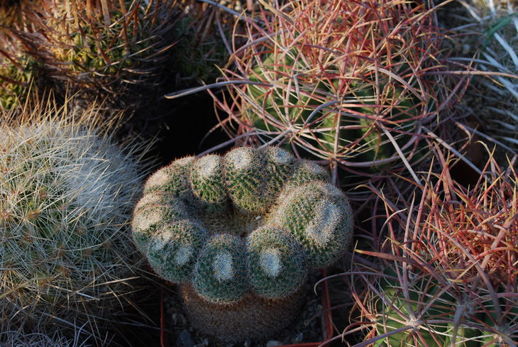DSC_3519а.jpg