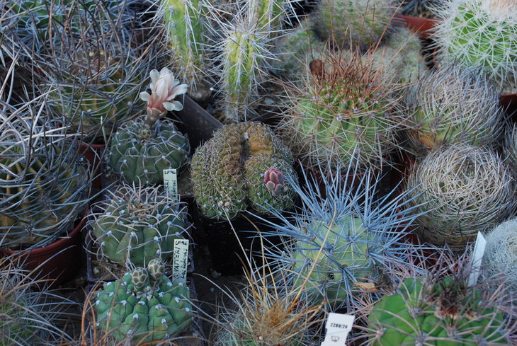 DSC_3525а.jpg