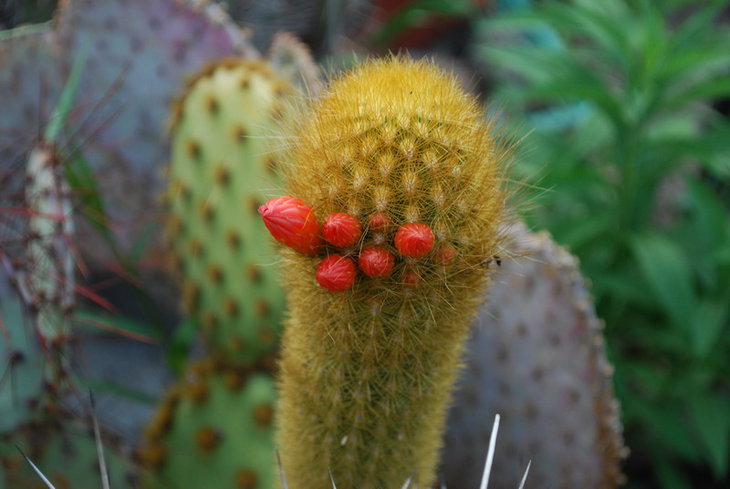 DSC_3594а.jpg