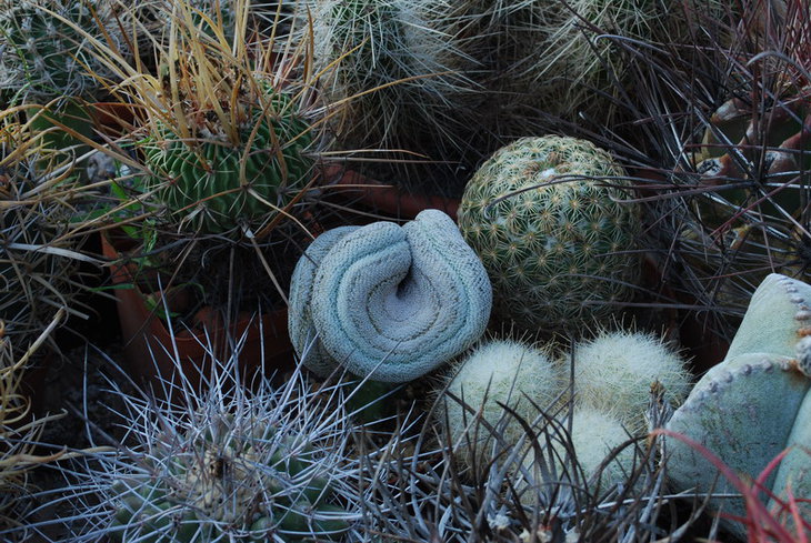 DSC_3507а.jpg