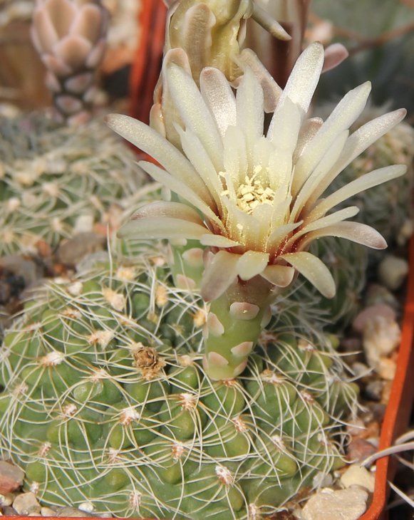 G.gerthii (papschii) VG297