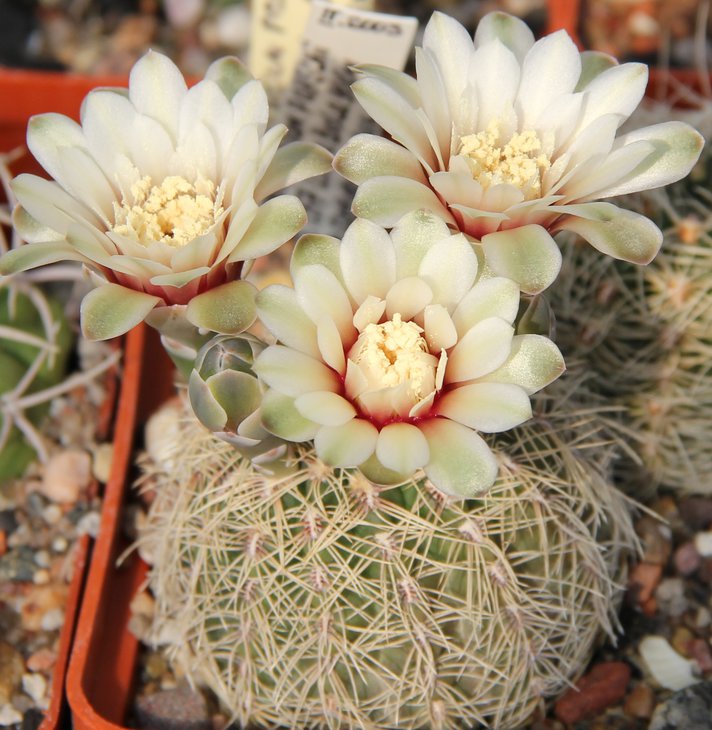 G.gerthii(papschii) JS157