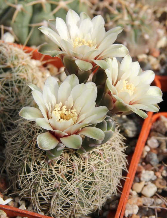 G.gerthii(papschii) JS157.