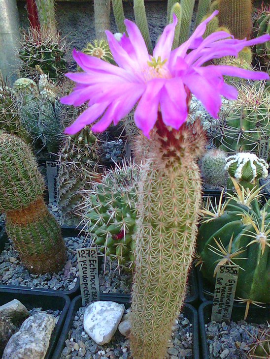 Echinocereus pseudopectinatus