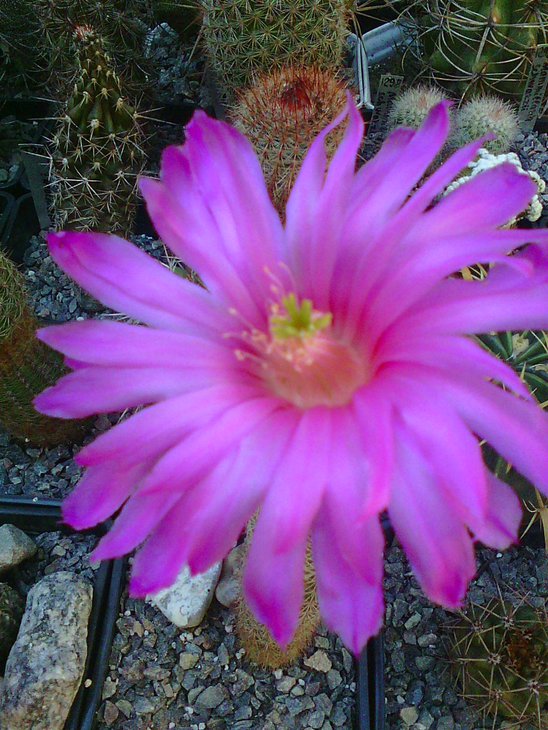 Echinocereus pseudopectinatus