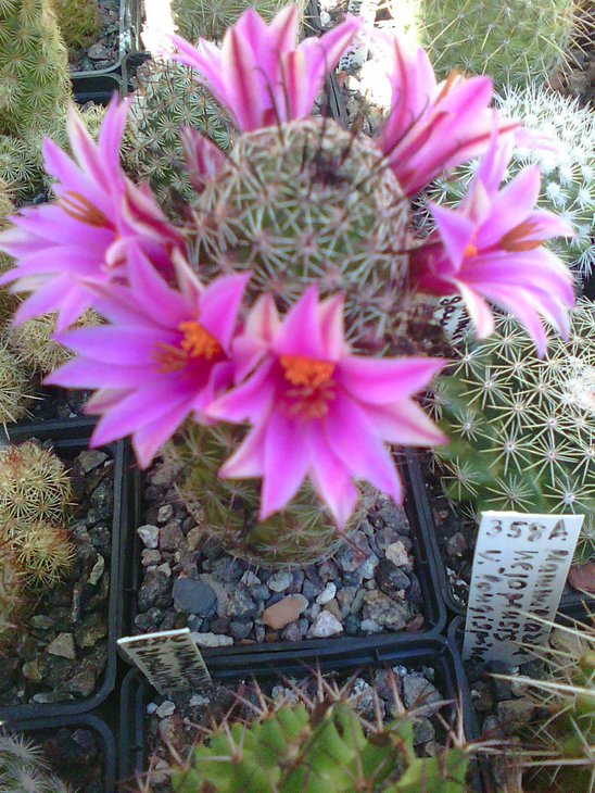 Mammillaria scheldoni