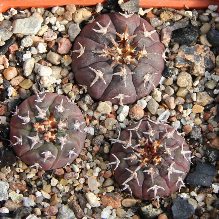 G.spegazzinii unguispinum PILTZ5673