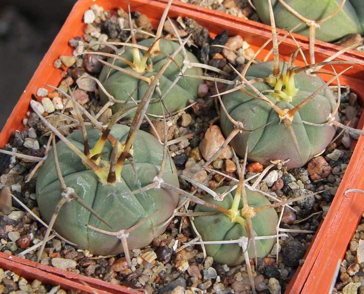 G.armatum HTH143  PILTZ 7100