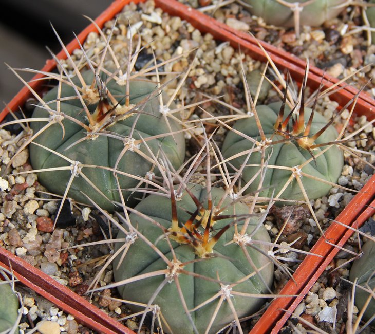 G.cardenasianum LB3483 Santa Ana de Belen ( south of El Puente ) bercht 2054