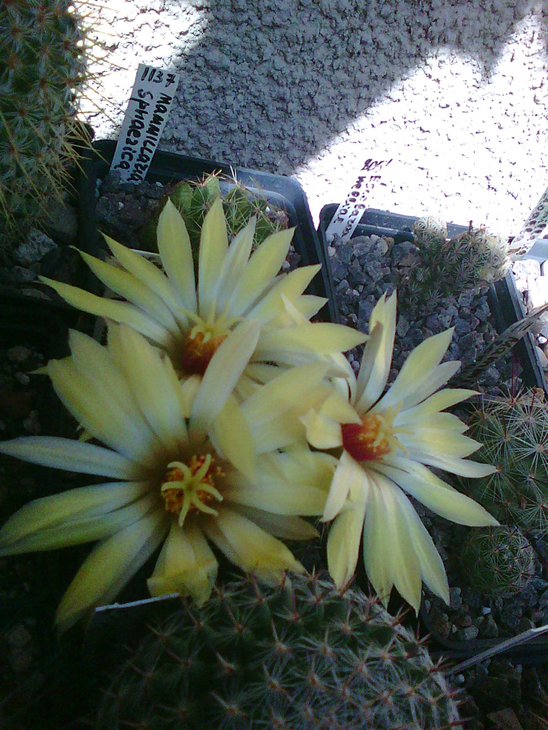 Dolichothele sphaerica