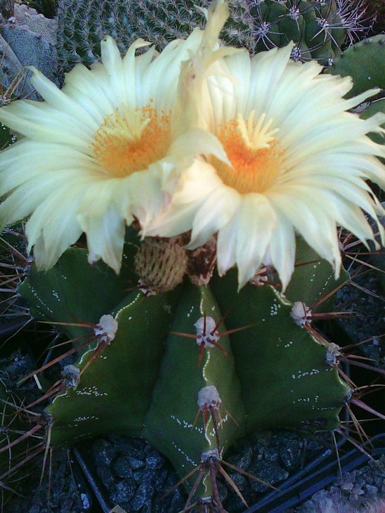 Astr ornatum glabrecens