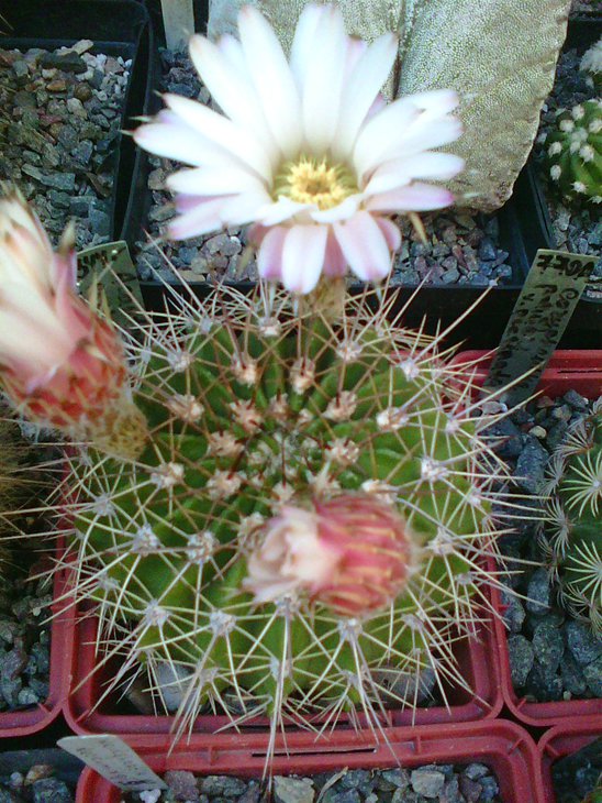 Acaanthocalycium peitcherianum
