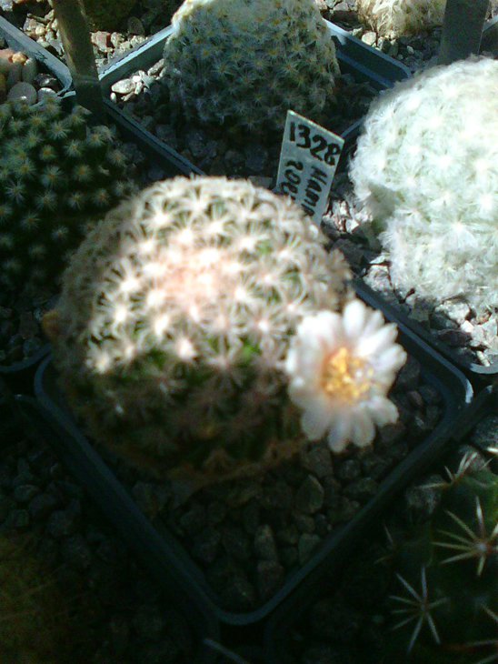Mammillaria roemeri-цвіте постійно з січня!
