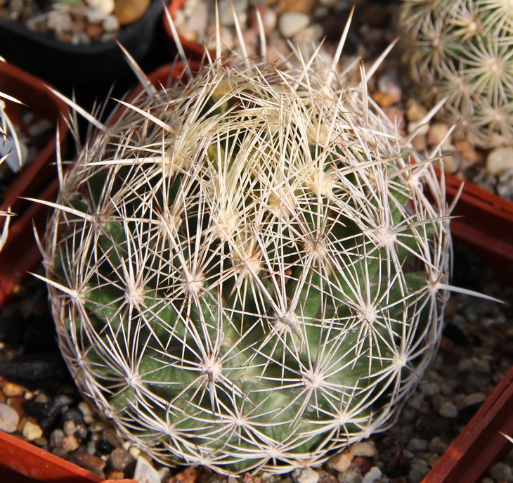 Coryphantha echinus SB377