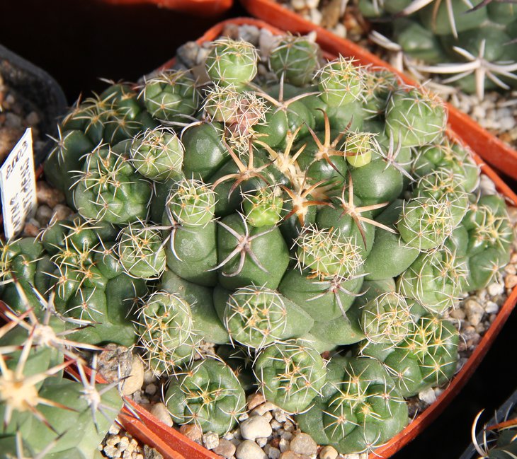 Coryphantha elephantidens