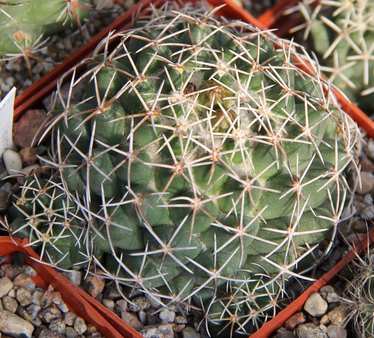 Coryphantha maiz tablasensis KOHRES