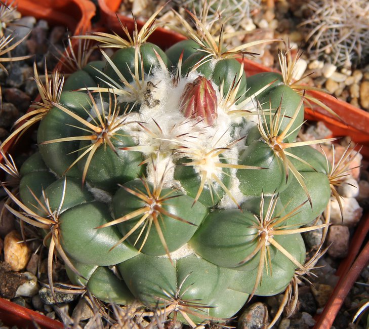 Coryphantha mitchisgensis